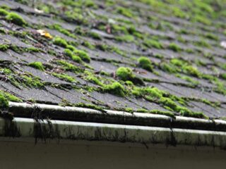 Moss on Your Portland Roof: The Hidden Dangers…