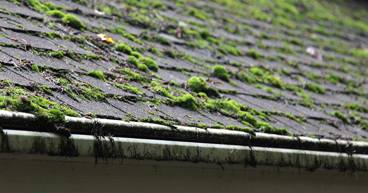 moss-on-roof-og.jpg