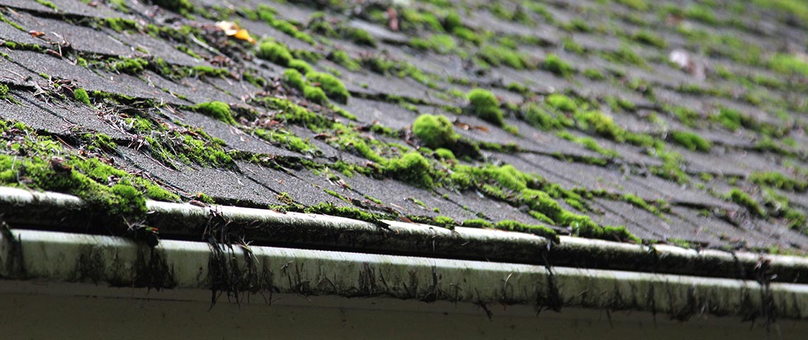 moss-roof.jpg