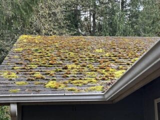 Moss, Algae & Lichen: The Silent Roof Destroyers of the Pacific Northwest