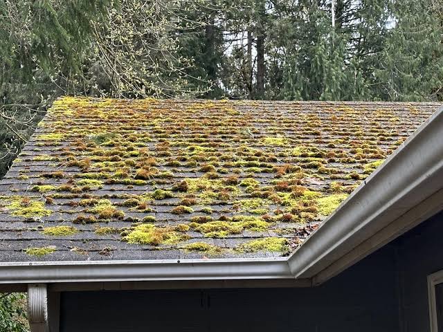moss2.jpeg