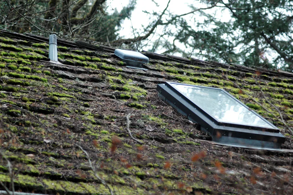 mossy-roof.png
